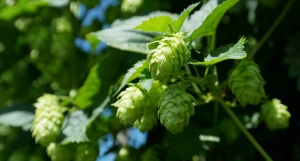 Etiam vel sed potenti